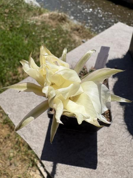 Echinopsis sindi